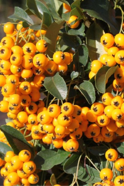 Піраканта шарлахова Солейл Дор | Pyracantha coccіnea Soleil dOr | Пираканта шарлаховая Солейл Дор